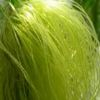 China Corn Silk Extract - China Supplier China Corn Silk Extract - China Supplier