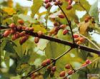 China Cornus Extract - China Supplier China Cornus Extract - China Supplier