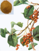 China Schizandrin - China Supplier