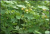 China Couch grass Extract - China Supplier China Couch grass Extract - China Supplier