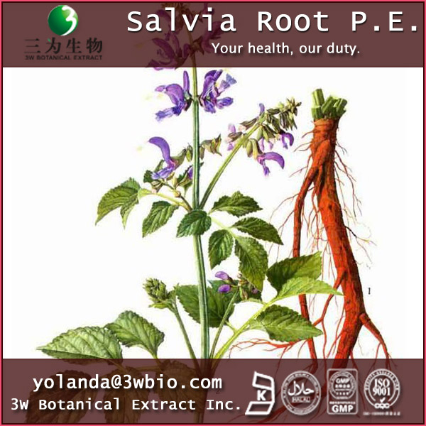 China Salvia Miltiorrhiza Extract - China Supplier