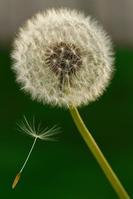China Dandelion Extract - China Supplier China Dandelion Extract - China Supplier