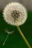 China Dandelion Extract - China Supplier China Dandelion Extract - China Supplier