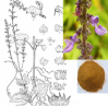 China Forskolin - China Supplier