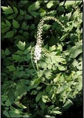 China Dodder Seed Extract - China Supplier China Dodder Seed Extract - China Supplier