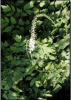 China Dodder Seed Extract - China Supplier China Dodder Seed Extract - China Supplier