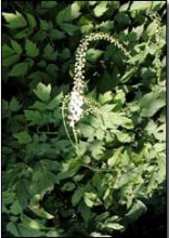 China Dodder Seed Extract - China Supplier