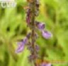 China Forskohlii extract,Coleus forskohlii root extract - China Supplier