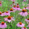China Echinacea Extract - China Supplier China Echinacea Extract - China Supplier