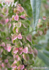 China Emodin - China Supplier China Emodin - China Supplier