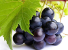 China Proanthocyanidins OPC - China Supplier China Proanthocyanidins OPC - China Supplier