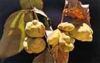 China Ellagic Acid - China Supplier China Ellagic Acid - China Supplier