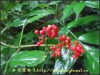 China Elderberry Extract - China Supplier China Elderberry Extract - China Supplier