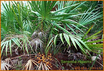 China Epemedium Extract - China Supplier China Epemedium Extract - China Supplier