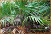 China Epemedium Extract - China Supplier China Epemedium Extract - China Supplier