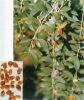 China Eyebright Extract - China Supplier China Eyebright Extract - China Supplier