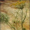 China Fennel Extract - China Supplier China Fennel Extract - China Supplier