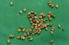 China Fenugreek Seed Extract - China Supplier China Fenugreek Seed Extract - China Supplier
