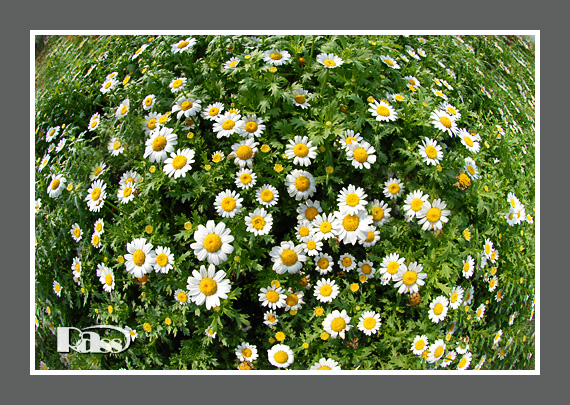 China Feverfew Extract - China Supplier China Feverfew Extract - China Supplier