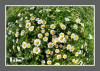 China Feverfew Extract - China Supplier China Feverfew Extract - China Supplier