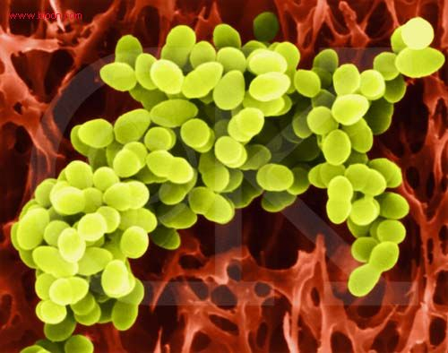 China Vancomycin - China Supplier China Vancomycin - China Supplier