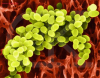 China Vancomycin - China Supplier China Vancomycin - China Supplier