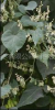 China Fo-Ti Extract - China Supplier China Fo-Ti Extract - China Supplier