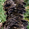 China Ganoderma Extract - China Supplier China Ganoderma Extract - China Supplier