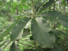 China Garcinia Cambogia Extract - China Supplier China Garcinia Cambogia Extract - China Supplier
