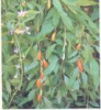 China Gentian Extract - China Supplier China Gentian Extract - China Supplier
