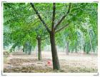 China Ginkgo Extract - China Supplier China Ginkgo Extract - China Supplier