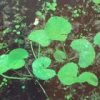 China Gotu Kola Extract - China Supplier China Gotu Kola Extract - China Supplier