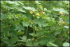 China Guava Extract - China Supplier China Guava Extract - China Supplier