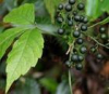 China Gynostemma Extract - China Supplier China Gynostemma Extract - China Supplier