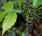 China Gynostemma Extract - China Supplier