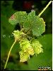 China Hops Extract - China Supplier China Hops Extract - China Supplier