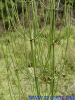 China Horsetail Extract - China Supplier China Horsetail Extract - China Supplier