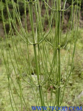 China Horsetail Extract - China Supplier