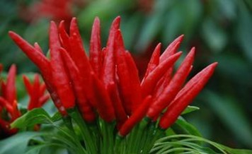 China Paprika Oleoresin - China Supplier China Paprika Oleoresin - China Supplier