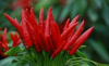 China Paprika Oleoresin - China Supplier China Paprika Oleoresin - China Supplier