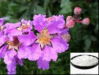 China Corosolic acid - China Supplier China Corosolic acid - China Supplier