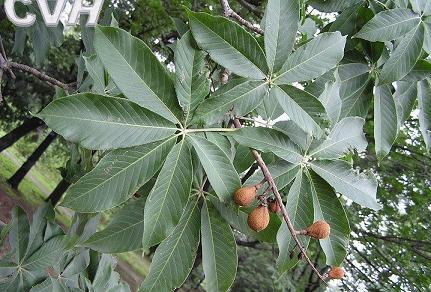 China Horse Chestnut Extract - China Supplier China Horse Chestnut Extract - China Supplier