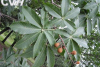 China Horse Chestnut Extract - China Supplier China Horse Chestnut Extract - China Supplier