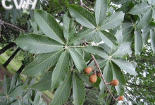 China Horse Chestnut Extract - China Supplier