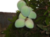 China Africa mango seed extract - China Supplier China Africa mango seed extract - China Supplier