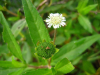 China Herba ecliptae extract - China Supplier China Herba ecliptae extract - China Supplier