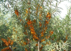 China Sea buckthorn extract - China Supplier