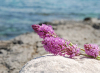 China Fragrance Microcapsules - China Supplier China Fragrance Microcapsules - China Supplier