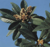 China Eriobotrya japonica lindl leaf extract - China Supplier