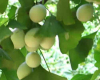 China Ginkgo biloba extract - China Supplier China Ginkgo biloba extract - China Supplier